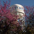 The UC Davis Water Tower is surrounded by flowering trees in the Arboretum on March 7, 2022.