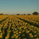 A field of sunflowers